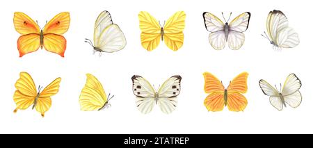 Ensemble de papillons blancs et jaunes. Lépidoptères flottants, volants tropicaux, insectes assis avec des ailes. Illustration à l'aquarelle. Pour le papier peint, prin Banque D'Images
