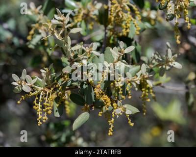 Fleurs mâles de chêne holm, Quercus rotundifolia, poussant sur les rochers. Photo prise à Colmenar Viejo, Madrid, Espagne Banque D'Images