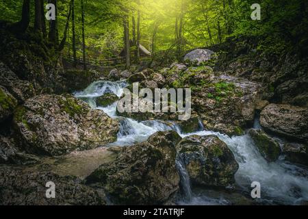 crique propre avec de petites cascades dans la forêt verte fraîche près du lac Bohinj, Slovénie, Europe Banque D'Images