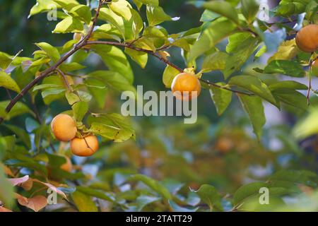 Le kaki orange mûrit sur un arbre vert sous la lumière du soleil Banque D'Images