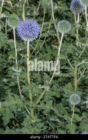 Petit chardon globe, Echinops ritro, en fleur, France. Banque D'Images