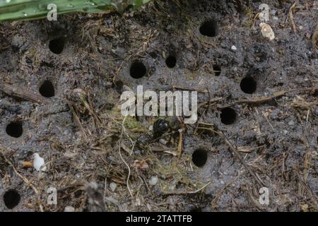 Trous réalisés par les larves du coléoptère tigre vert, Cicindela campestris Banque D'Images