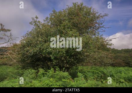 Poutre blanche du Devon, Sorbus devoniensis, dans les fruits sur Roborough Down, Dartmoor. Une rare endémique britannique. Devon. Banque D'Images