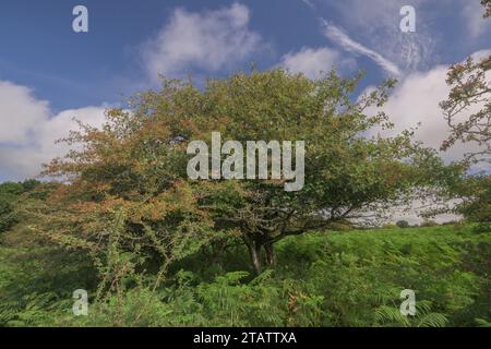 Poutre blanche du Devon, Sorbus devoniensis, dans les fruits sur Roborough Down, Dartmoor. Une rare endémique britannique. Devon. Banque D'Images