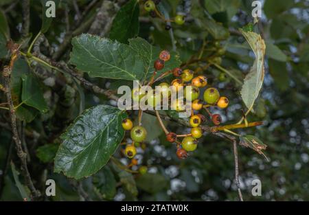 Poutre blanche du Devon, Sorbus devoniensis, dans les fruits sur Roborough Down, Dartmoor. Une rare endémique britannique. Devon. Banque D'Images