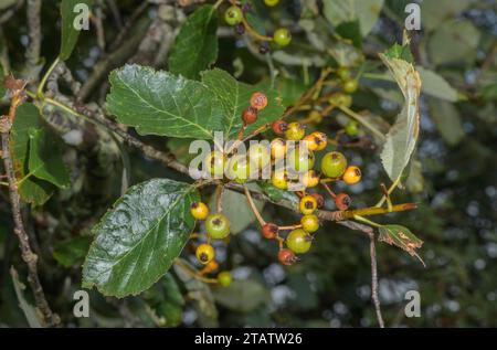 Poutre blanche du Devon, Sorbus devoniensis, dans les fruits sur Roborough Down, Dartmoor. Une rare endémique britannique. Devon. Banque D'Images