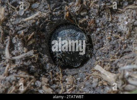 Larve de coléoptère du tigre vert, Cicindela campestris, faisant partie d'un groupe sur des landes humides, Dorset. Banque D'Images