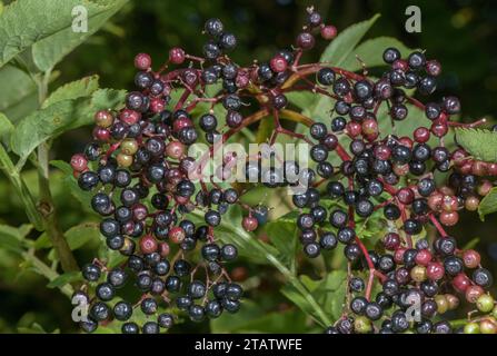 Aîné, Sambucus nigra, avec des sureau mûrs en haie. Banque D'Images