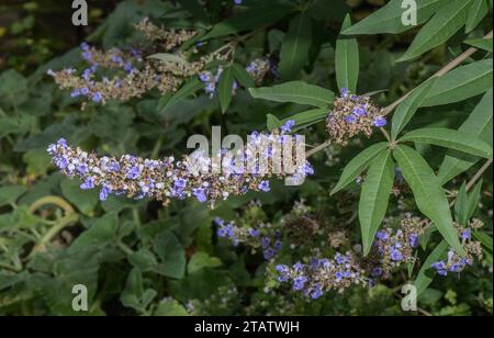 Chaste, Vitex agnus-castus, en fleur à la fin de l'été. Méditerranée. Banque D'Images