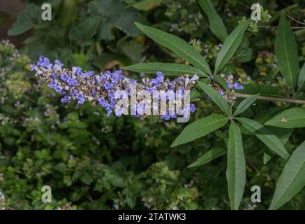 Chaste, Vitex agnus-castus, en fleur à la fin de l'été. Méditerranée. Banque D'Images
