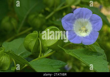 Plante Shoo-mouche ou pomme du Pérou, Nicandra physalodes, en fleur. Amérique du Sud. Banque D'Images