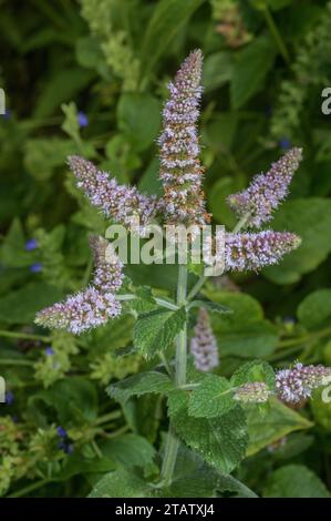 Menthe de pomme, Mentha suaveolens, en fleur. Originaire du sud-ouest de l'Europe, mais largement planté et naturalisé. Banque D'Images