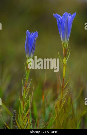 Marsh Gentian, Gentiana pneumonanthe, en fleur en automne sur des landes humides, Dorset. Banque D'Images