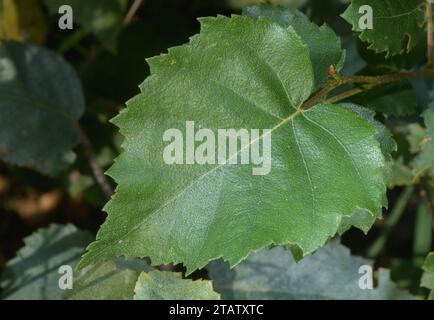 Feuille de bouleau argenté : pointe acuminée, marge doublement dentelée. Banque D'Images