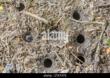 Larves de coléoptère tigre vert, Cicindela campestris vivant en groupe sur des landes humides, Dorset. Banque D'Images