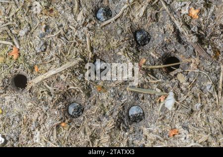 Larves de coléoptère tigre vert, Cicindela campestris vivant en groupe sur des landes humides, Dorset. Banque D'Images