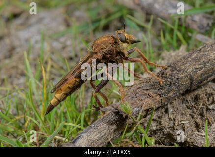 Braguette, Asilus crabroniformis, perchée sur la brindille par la bouse, champ de bruyère, Dorset. Banque D'Images