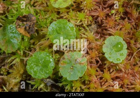 Pennywort de marais, Hydrocotyle vulgaris, feuilles dans Sphagnum Bog. Dorset. Banque D'Images