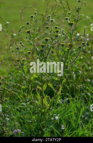 Petit Fleabane, pulicaria vulgaris, en fleur ; une plante annuelle rare de communs humides broutés, New Forest, Hants. Banque D'Images