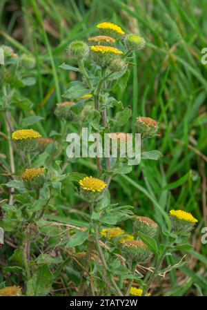 Petit Fleabane, pulicaria vulgaris, en fleur ; une plante annuelle rare de communs humides broutés, New Forest, Hants. Banque D'Images