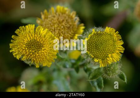 Petit Fleabane, pulicaria vulgaris, en fleur ; une plante annuelle rare de communs humides broutés, New Forest, Hants. Banque D'Images