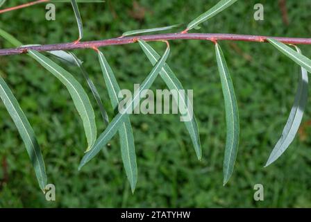 Feuilles et tige de saule pourpre, Salix purpurea Banque D'Images