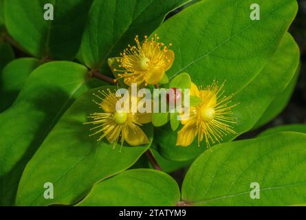 Tutsan, Hypericum androsaemum en fleur Banque D'Images