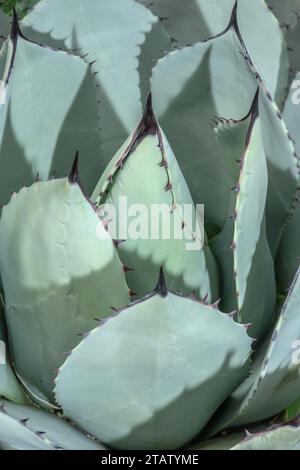 Feuilles d'agave de Parry, Agave parryi, du sud-ouest des États-Unis et du Mexique. Banque D'Images