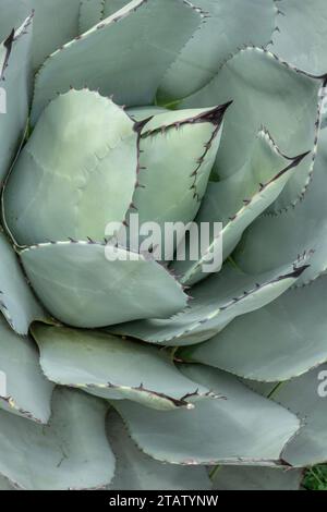 Feuilles d'agave de Parry, Agave parryi, du sud-ouest des États-Unis et du Mexique. Banque D'Images