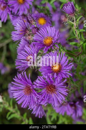 Marguerite de Michaelmas, Symphyotrichum novae-angliae, en fleur en automne. Banque D'Images