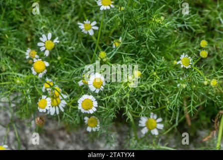 Mayweed parfumé, Matricaria chamomilla, en fleur sur le bord du champ de maïs. Banque D'Images