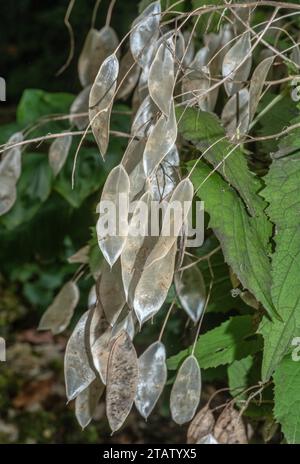 Fruits secs d'honnêteté pérenne, Lunaria rediviva, en automne. Banque D'Images