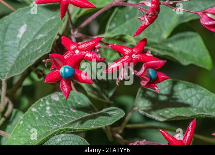 Arlequin glorybower, Clerodendrum trichotomum var. fargesii dans les fruits. Chine. Banque D'Images