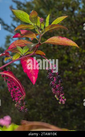 Pokeweed américaine, Phytolacca americana, dans les fruits, avec des baies mûres, en automne. Banque D'Images