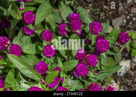 Boutons de Bachelor, Gomphrena globosa, en fleur à la fin de l'été. D'Amérique centrale. Banque D'Images