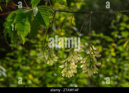 Érable à feuilles de vigne, Acer cissifolium, en fruit en automne, du Japon. Banque D'Images