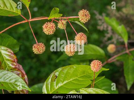 Buisson commun, Cephalanthus occidentalis, dans les fruits en automne. Du sud-est des États-Unis. Banque D'Images