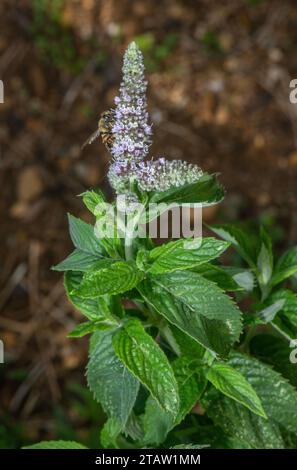 Menthe poivrée, Mentha longifolia, en fleur dans les prairies humides, fin été. Banque D'Images