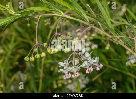 Une espèce de cotonnier ballon, Gomphocarpus abyssinicus, en fleur, originaire d'Afrique orientale. Banque D'Images