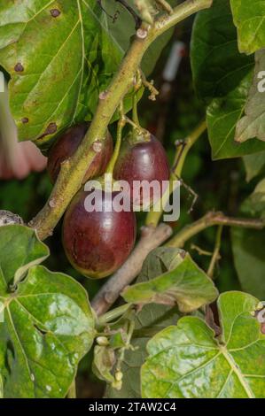 Tamarillo, ou tomate d’arbre Cyphomandra betacea, dans les fruits en automne. Des Andes, largement cultivé. Banque D'Images