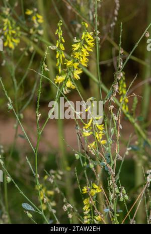 Mélilot commun, Melilotus officinalis en fleurs et fruits, automne. Banque D'Images