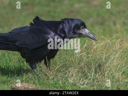 Rook, Corvus frugilegus, se nourrissant dans les pâturages en automne. Banque D'Images