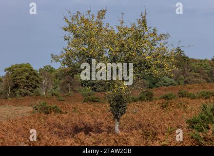 Crabe-pommes sauvages, Malus sylvestris, sur arbre dans la New Forest, Hants. Banque D'Images