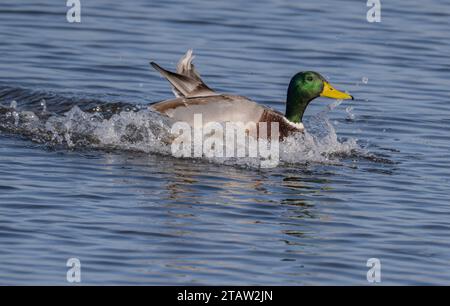 Mâle Mallard, Anas platyrhynchos, arrivant à terre dans le lagon côtier. Banque D'Images