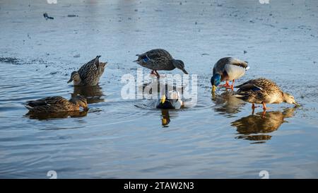 Beaucoup de canards profitent d'une journée d'hiver ensoleillée alors qu'ils nagent dans le lac du parc. Beauté de la faune hivernale Banque D'Images