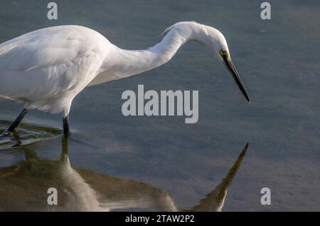Petite aigrette, Egretta garzetta, se nourrissant dans le lagon côtier peu profond, automne. Banque D'Images