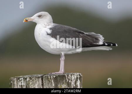 Grand goéland à dos noir, Larus marinus, perché sur le poteau, Norfolk Broads. Banque D'Images