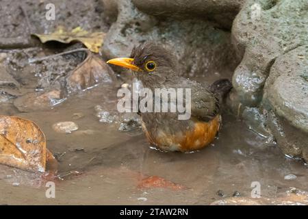 Baignade de la Grive de l'île Christmas (Turdus poliocephalus erythropleurus), île Christmas, Australie Banque D'Images