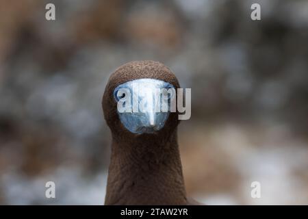 Vue de la tête d'un booby brun (Sula leucogaster plotus), île Christmas, Australie Banque D'Images