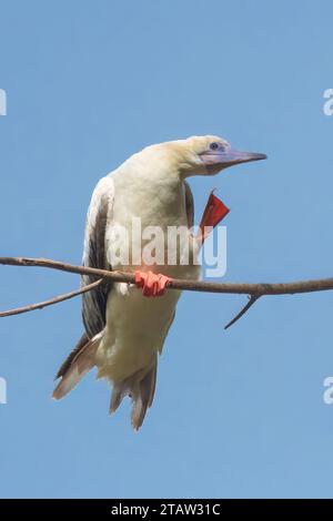 Booby à pieds rouges (Sula sula rubripes) Preening, Christmas Island, Australie Banque D'Images